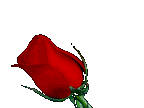 Red_rose