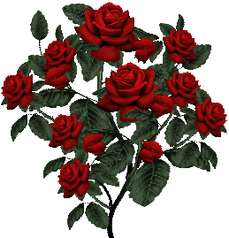 Rose rosse, i fiori prediletti da tonicopi Rose rosse